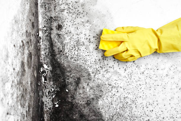 Best Attic Mold Removal  in Lake Katrine, NY