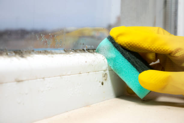Professional Mold Removal in Lake Katrine, NY