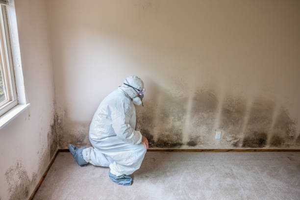 Mold Removal and Inspection in Lake Katrine, NY