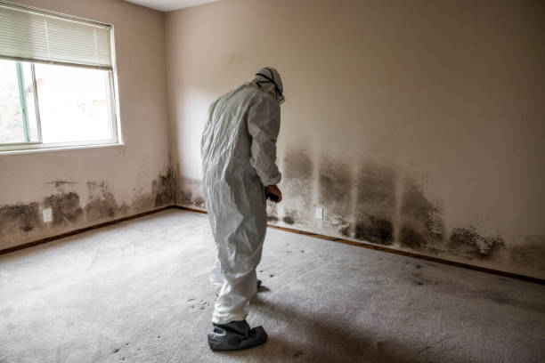 Best Commercial Mold Removal  in Lake Katrine, NY