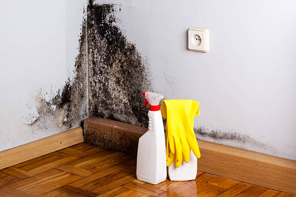 Best Home Mold Removal  in Lake Katrine, NY