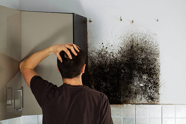 Best Emergency Mold Removal  in Lake Katrine, NY