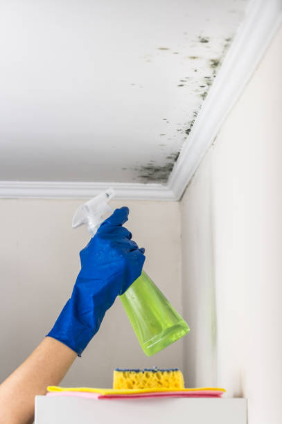Best Black Mold Removal  in Lake Katrine, NY